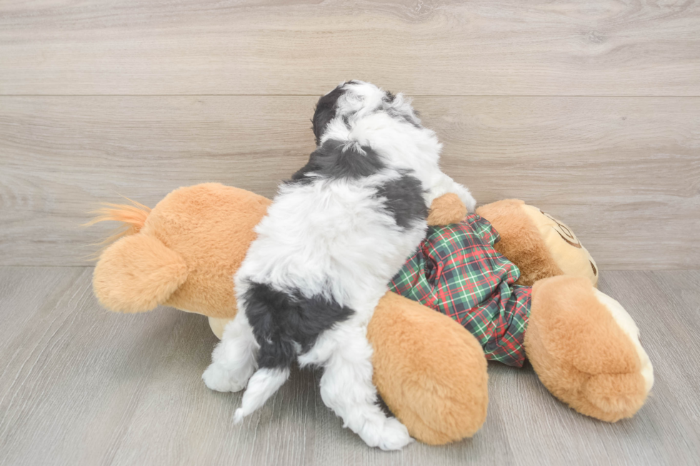 Poochon Puppy for Adoption