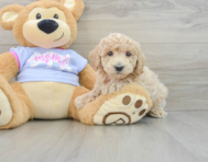 6 week old Poochon Puppy For Sale - Simply Southern Pups