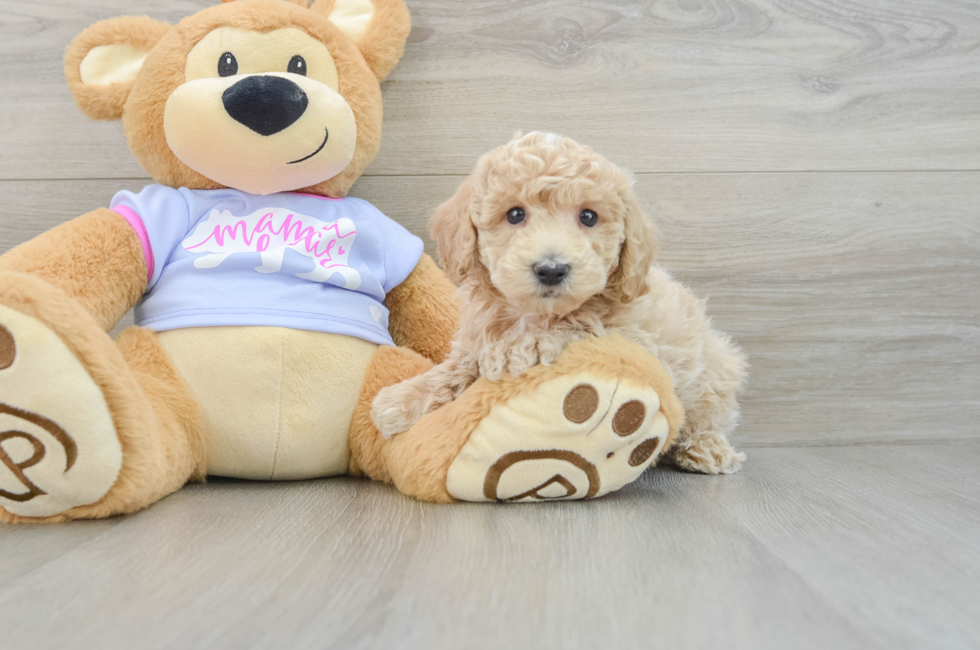 7 week old Poochon Puppy For Sale - Simply Southern Pups