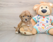 6 week old Poochon Puppy For Sale - Simply Southern Pups