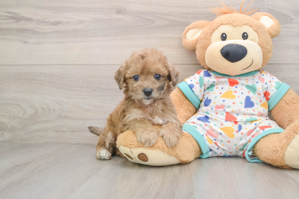Poochon Puppy for Adoption