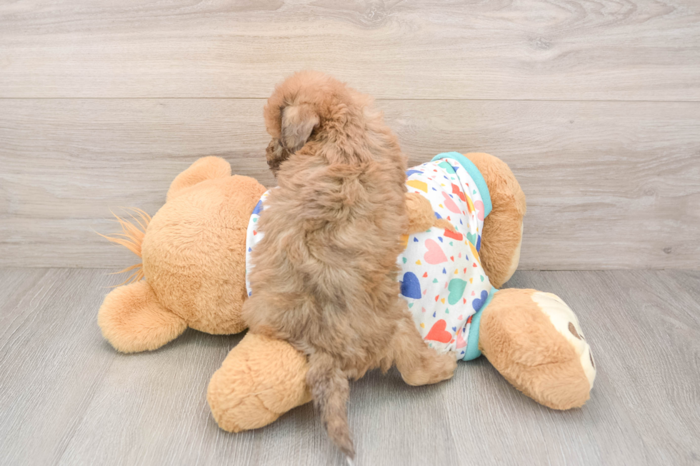 Playful Bichpoo Poodle Mix Puppy