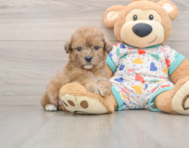 6 week old Poochon Puppy For Sale - Simply Southern Pups
