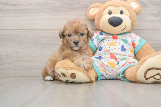 Best Poochon Baby