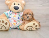 7 week old Poochon Puppy For Sale - Simply Southern Pups