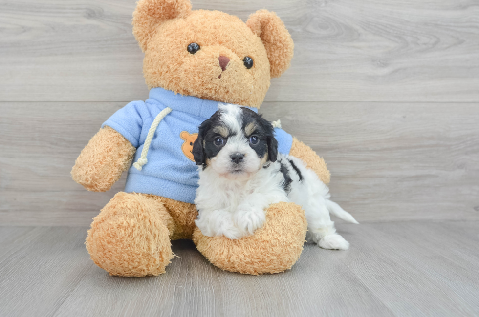 8 week old Cavachon Puppy For Sale - Simply Southern Pups