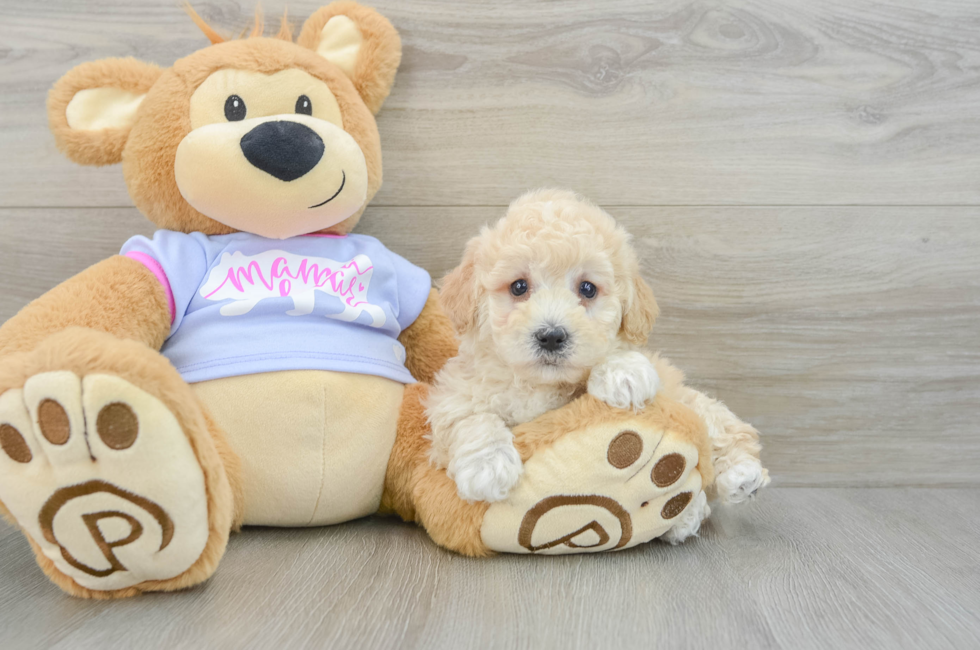 7 week old Poochon Puppy For Sale - Simply Southern Pups