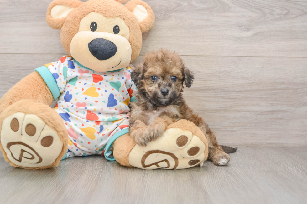 Happy Poochon Baby