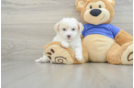 Funny Poochon Poodle Mix Pup