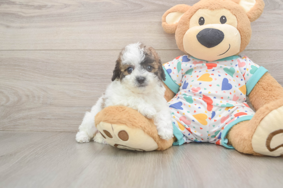 5 week old Poochon Puppy For Sale - Simply Southern Pups