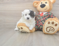 6 week old Poochon Puppy For Sale - Simply Southern Pups