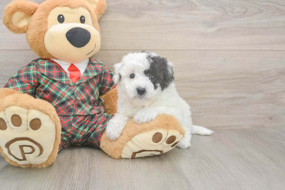Energetic Bichpoo Poodle Mix Puppy