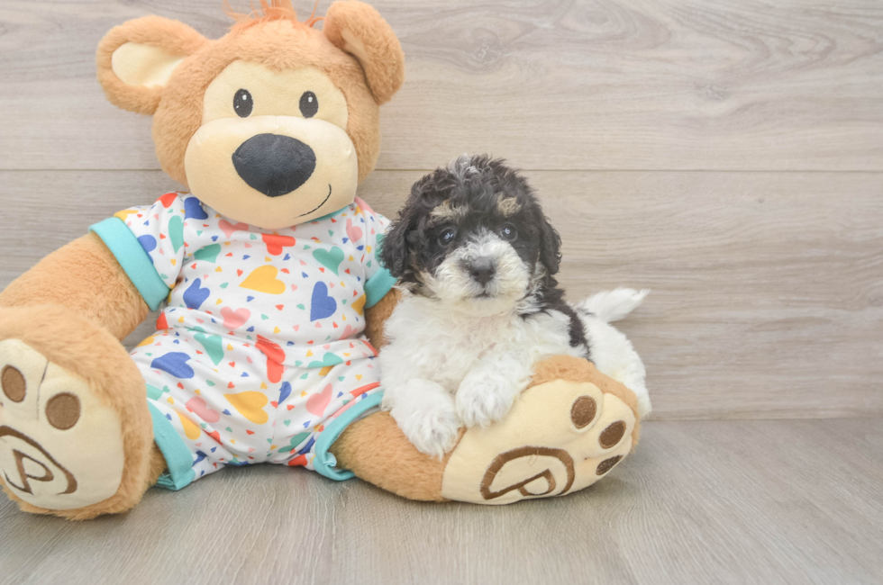 5 week old Poochon Puppy For Sale - Simply Southern Pups