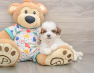 7 week old Poochon Puppy For Sale - Simply Southern Pups