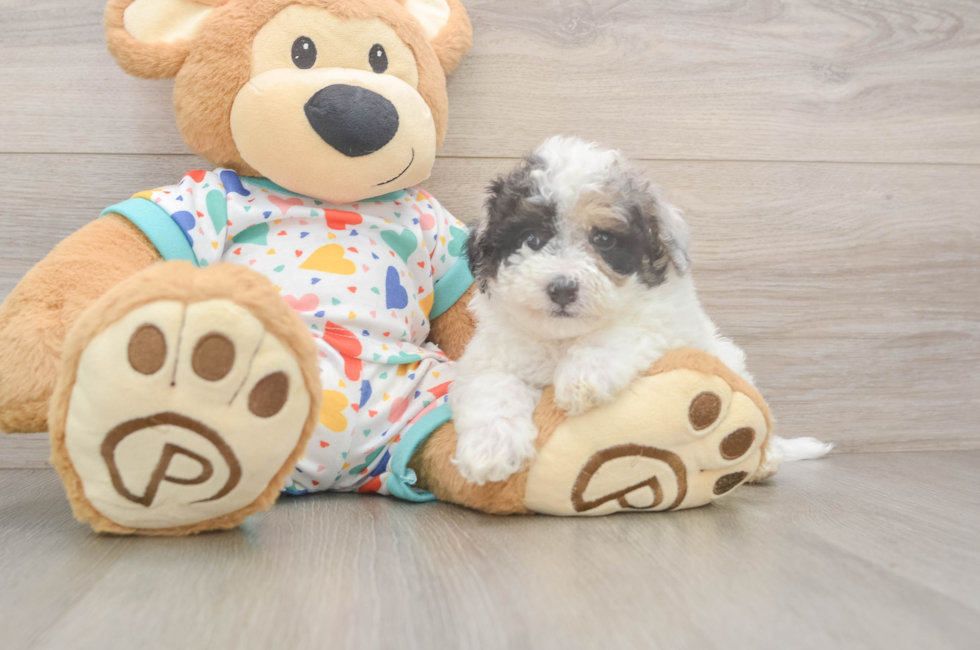 5 week old Poochon Puppy For Sale - Simply Southern Pups