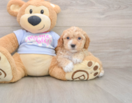 5 week old Poochon Puppy For Sale - Simply Southern Pups