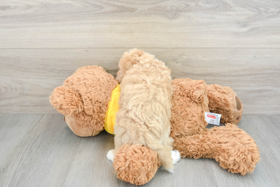 Funny Poochon Poodle Mix Pup