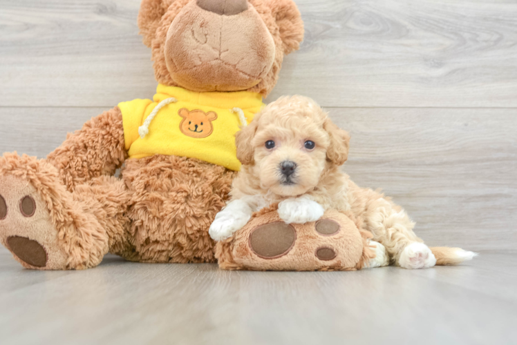 Poochon Pup Being Cute