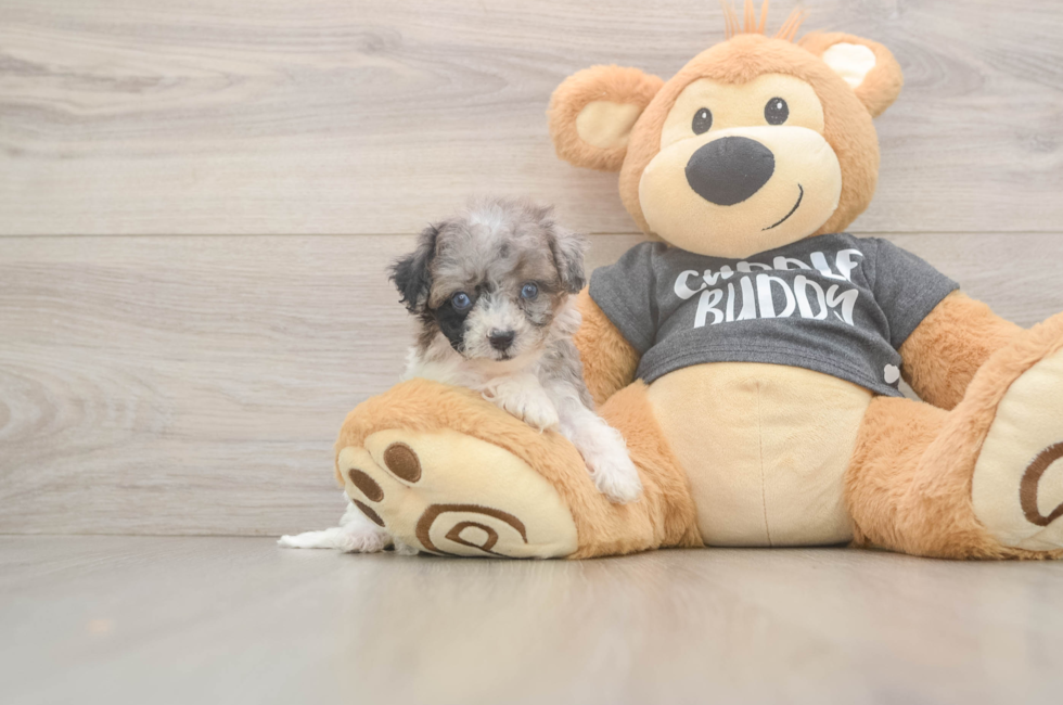 7 week old Poochon Puppy For Sale - Simply Southern Pups