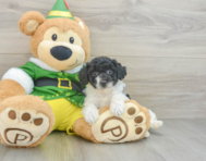 6 week old Poochon Puppy For Sale - Simply Southern Pups