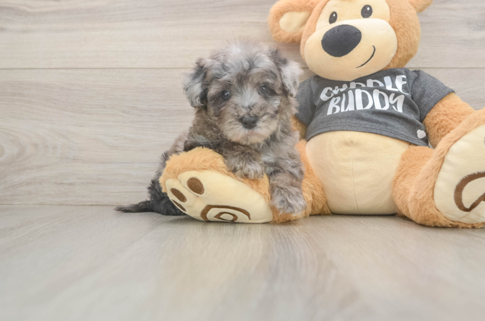 6 week old Poochon Puppy For Sale - Simply Southern Pups