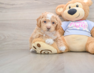 5 week old Poochon Puppy For Sale - Simply Southern Pups