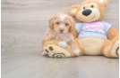 Hypoallergenic Bichpoo Poodle Mix Puppy