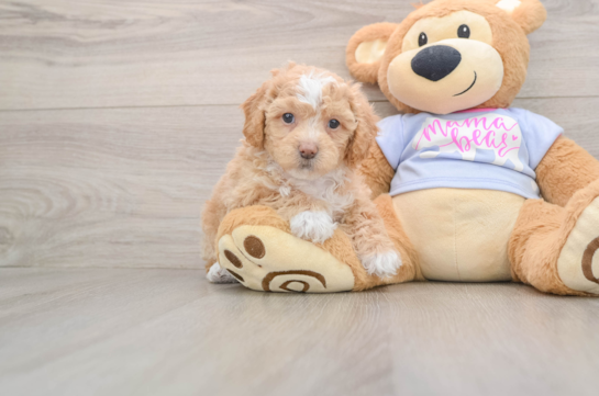 Hypoallergenic Bichpoo Poodle Mix Puppy
