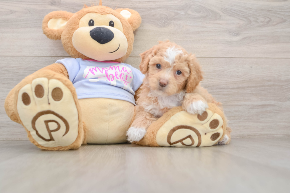 Poochon Pup Being Cute