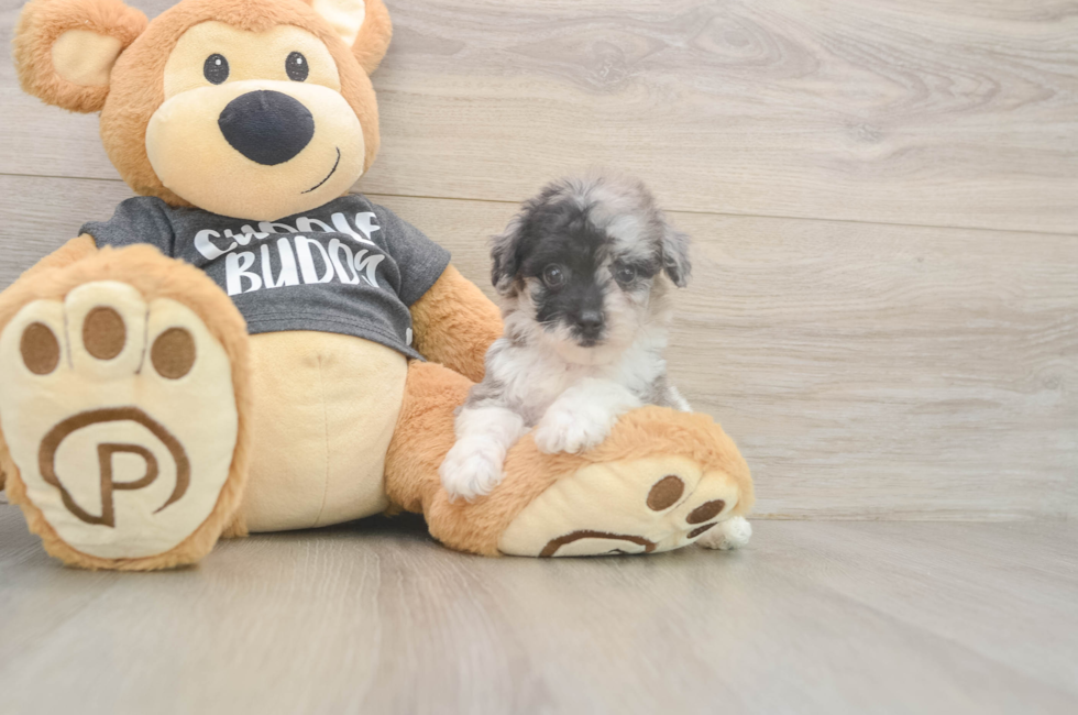 6 week old Poochon Puppy For Sale - Simply Southern Pups