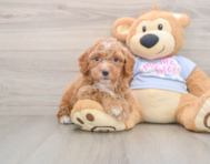 5 week old Poochon Puppy For Sale - Simply Southern Pups