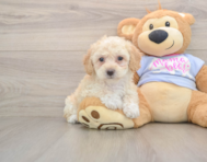 6 week old Poochon Puppy For Sale - Simply Southern Pups