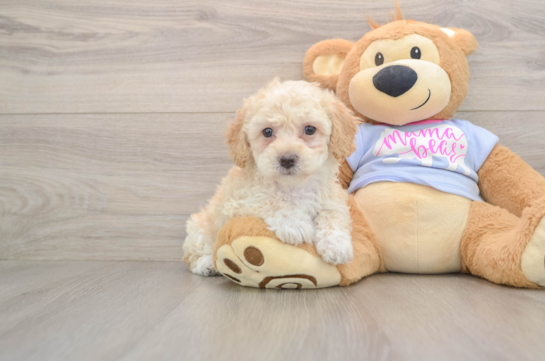 Friendly Poochon Baby
