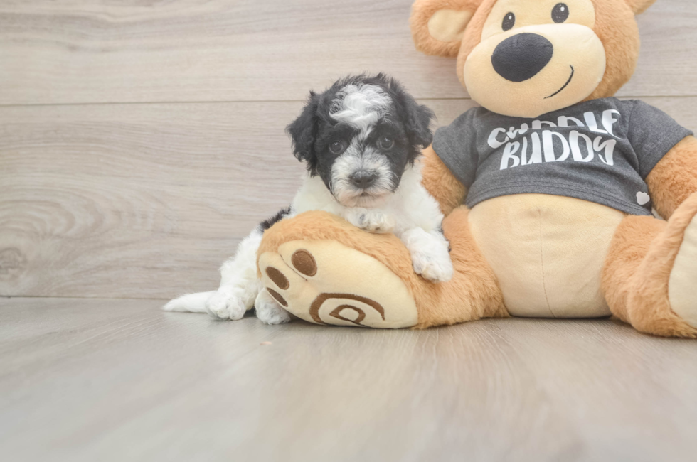 6 week old Poochon Puppy For Sale - Simply Southern Pups