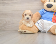 7 week old Poochon Puppy For Sale - Simply Southern Pups