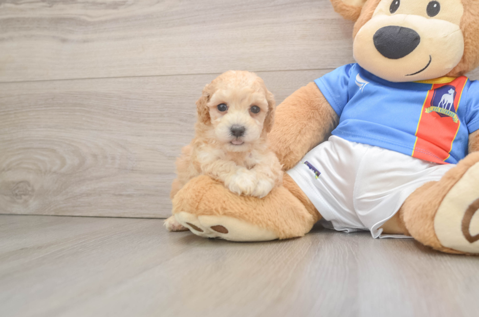5 week old Poochon Puppy For Sale - Simply Southern Pups