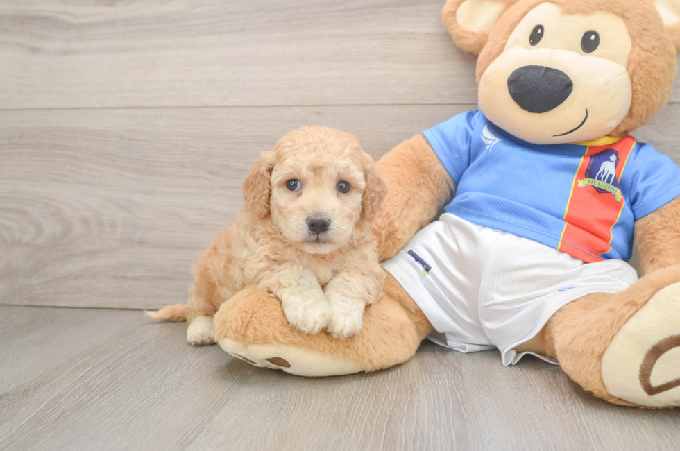 5 week old Poochon Puppy For Sale - Simply Southern Pups