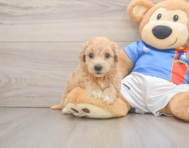 7 week old Poochon Puppy For Sale - Simply Southern Pups