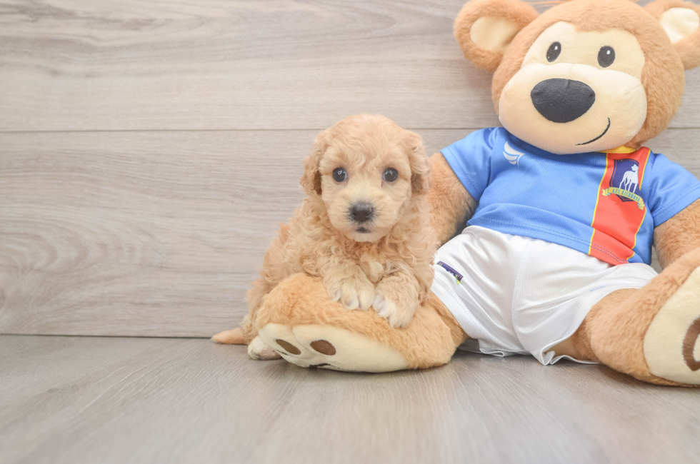 5 week old Poochon Puppy For Sale - Simply Southern Pups