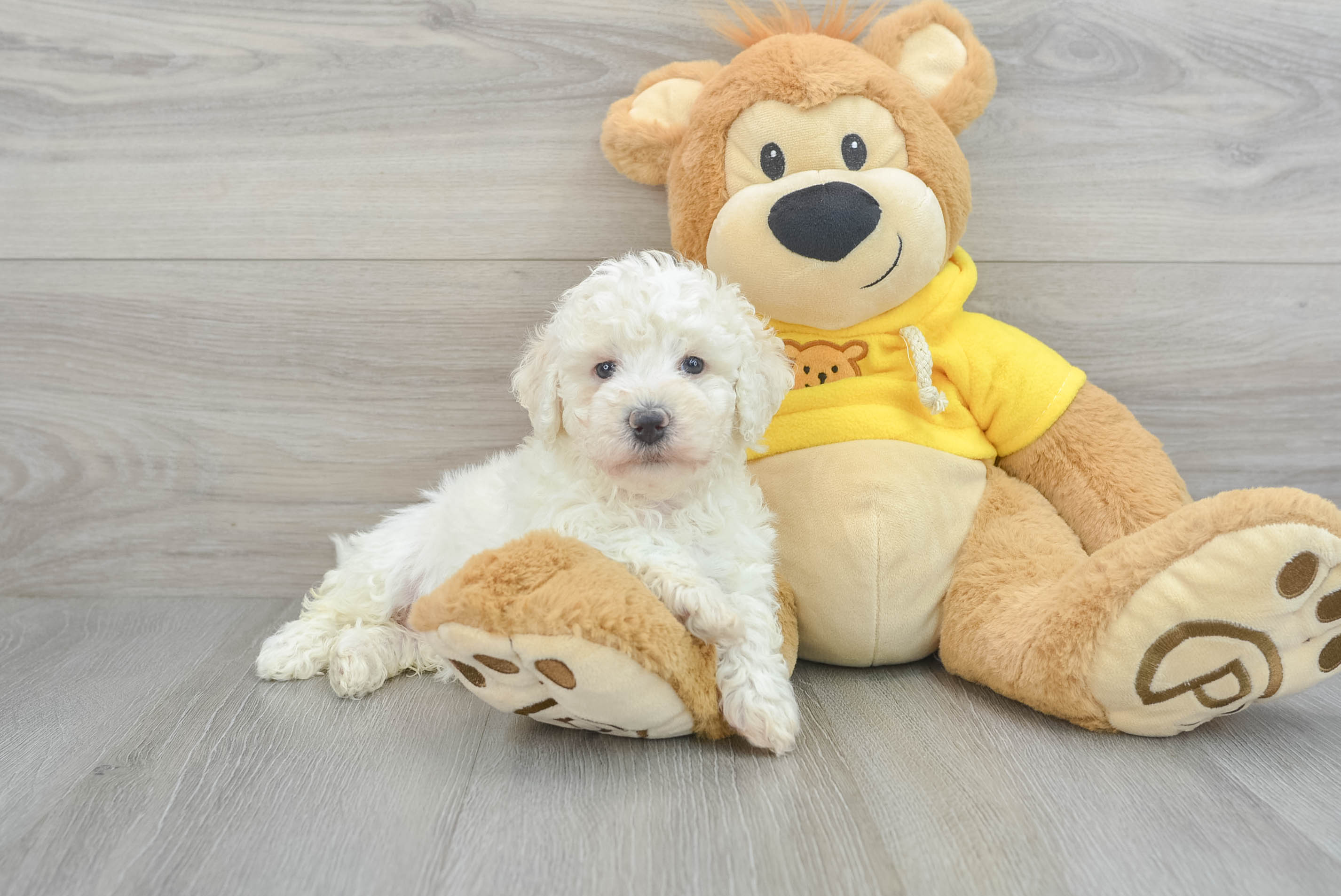 Poochon puppies best sale for sale