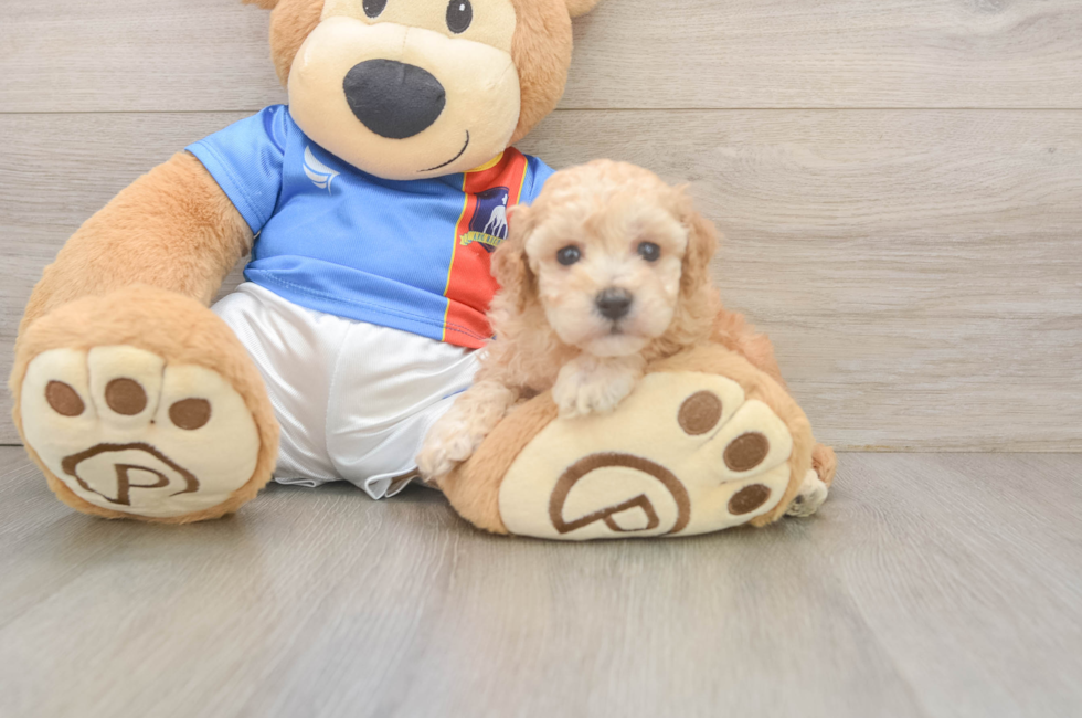 5 week old Poochon Puppy For Sale - Simply Southern Pups