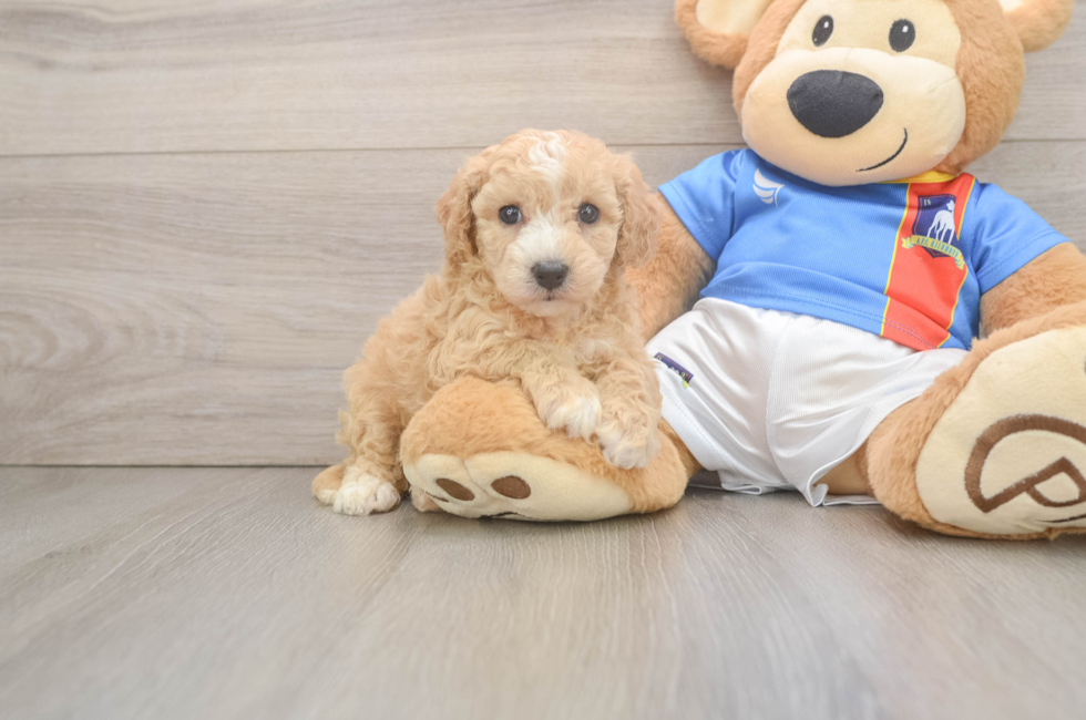 5 week old Poochon Puppy For Sale - Simply Southern Pups
