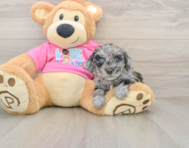 5 week old Poochon Puppy For Sale - Simply Southern Pups