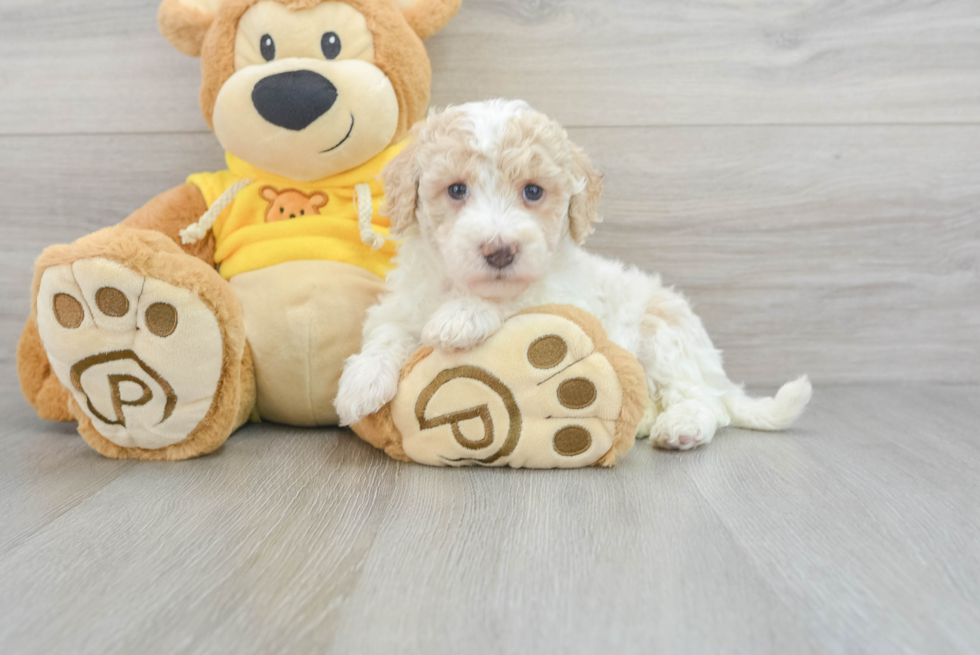 Poochon Puppy for Adoption