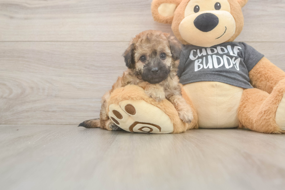 Poochon Puppy for Adoption
