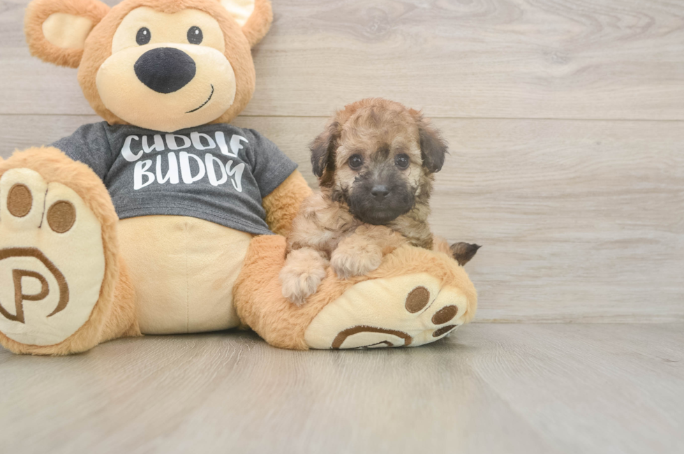 5 week old Poochon Puppy For Sale - Simply Southern Pups