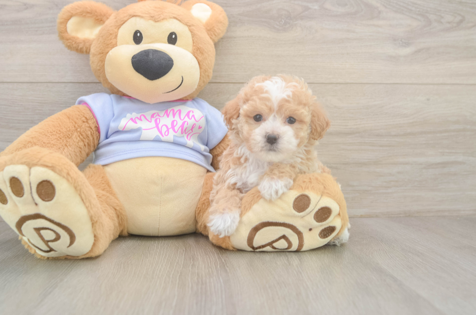 6 week old Poochon Puppy For Sale - Simply Southern Pups