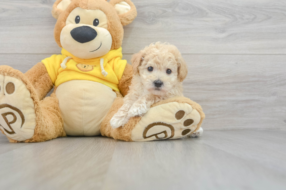 6 week old Poochon Puppy For Sale - Simply Southern Pups
