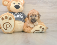 7 week old Poochon Puppy For Sale - Simply Southern Pups