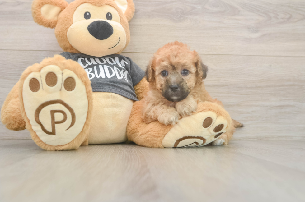 5 week old Poochon Puppy For Sale - Simply Southern Pups